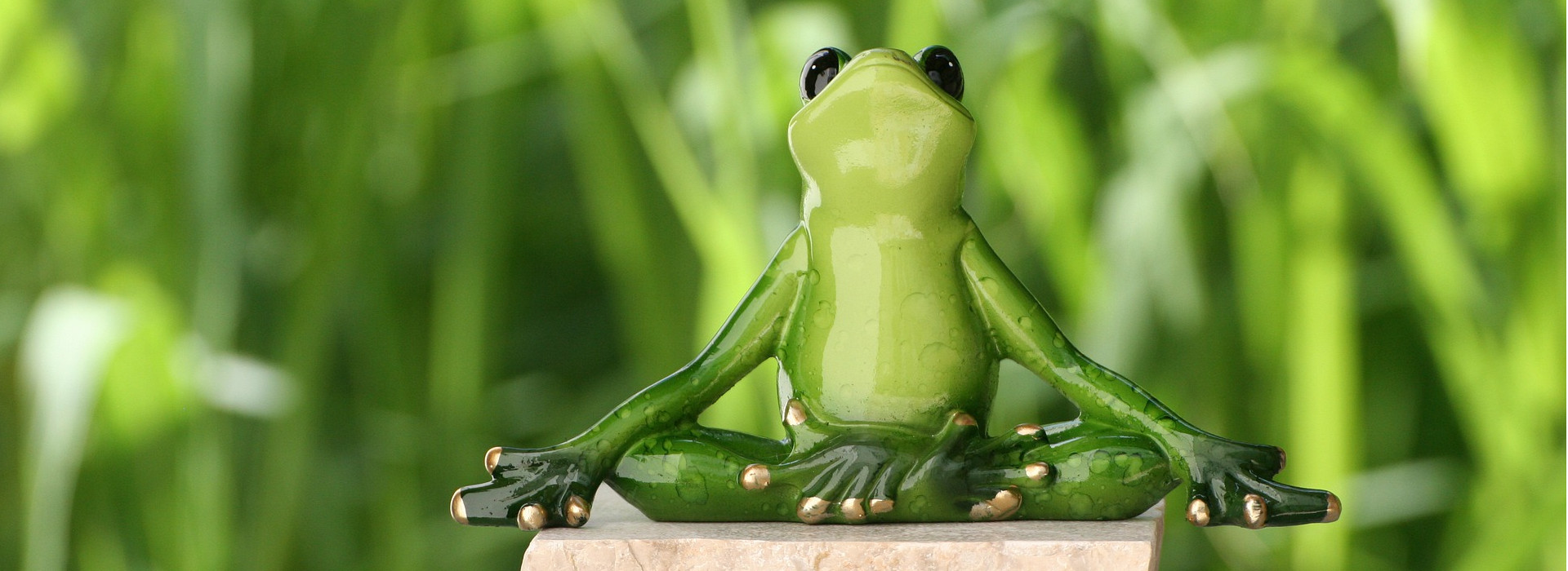 Meditierender Frosch